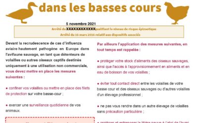 Renforcement des mesures de biosécurité pour lutter contre l’influenza aviaire dans les basses cours