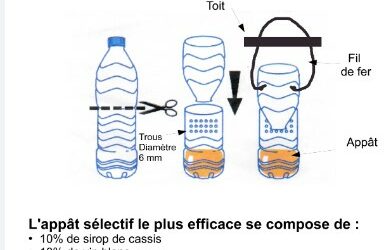 Piégeage Frelons asiatiques