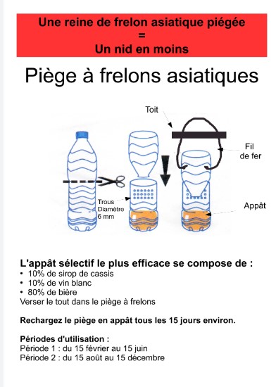 Piégeage Frelons asiatiques